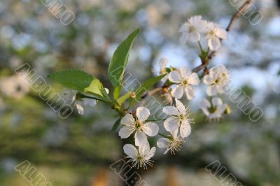 Flowers of cherry-tree