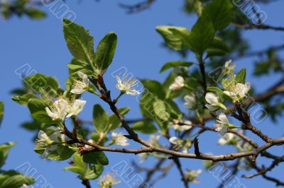 Apple tree in spring