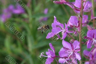 Flying bee