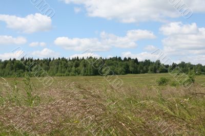 Wild grass