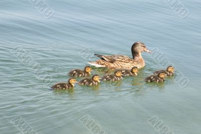 Duck with ducklings