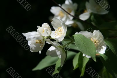 Jasmine