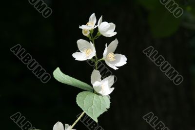 Jasmine branch