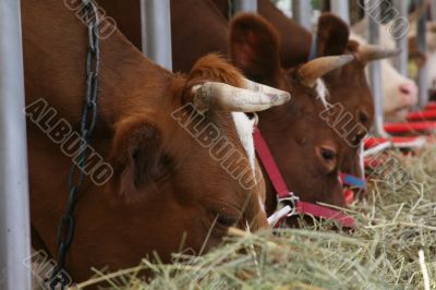 Cows eats