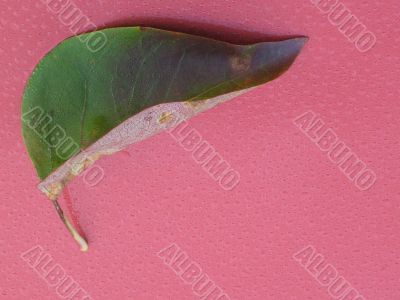 Leaf and dew
