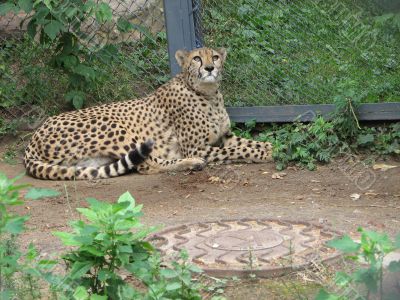 Laying cheetah