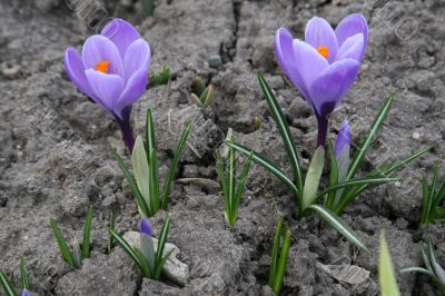 Two lilac crocuses