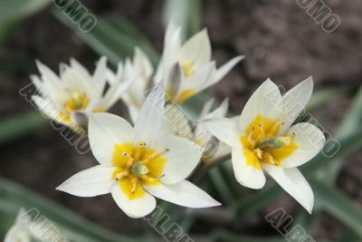 Turkestani tulips
