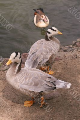 Three geese