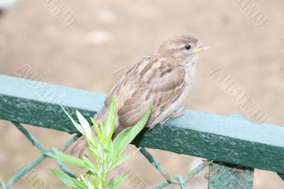 Young sparrow sitting on a fence