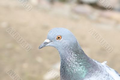 Head of the pigeon