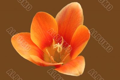 Orange tulip