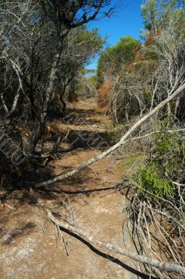 dry bushland