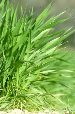New spring grass
