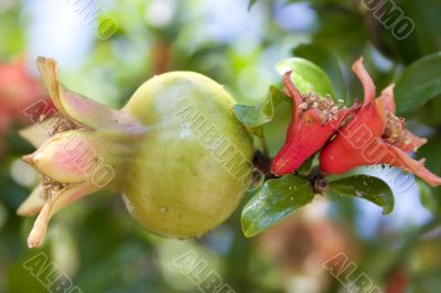 Pomegranate stages
