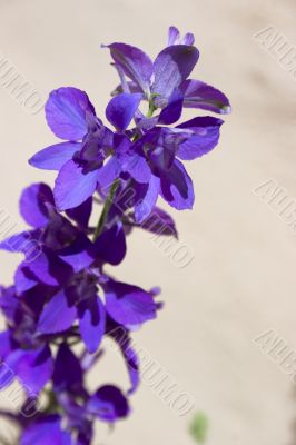 Salvia