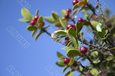 Garden spider and firethorn