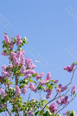 Spring lilacs