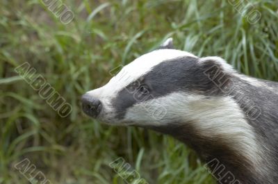  English Badger