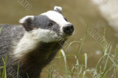  English Badger