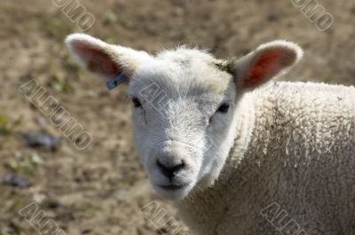 Lamb