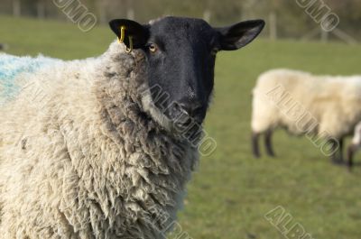 Ewe