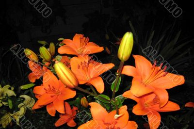 orange lilies
