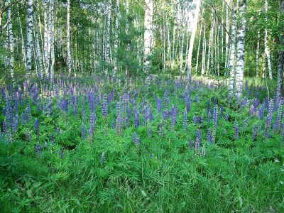 lupines in the birch forest