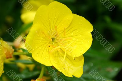 Yellow flower