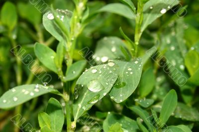 Grass with water drops