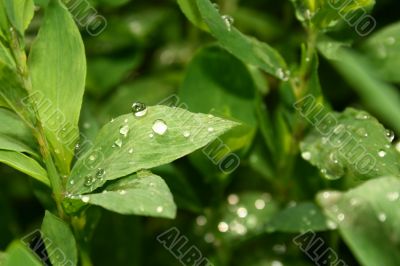 Grass with water drops