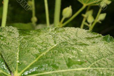 leave with water drops