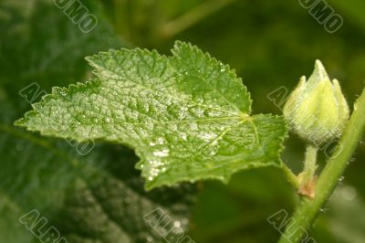 leave with water drops