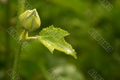 leave with water drops
