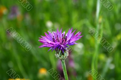 Violet flower