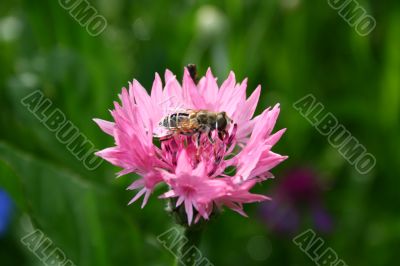 Bee on flower