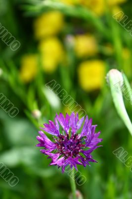 Violet flower