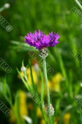 Violet flower