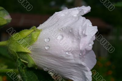 white flower
