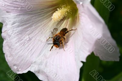 bee on the flower