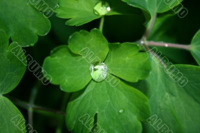 water drops on leaves