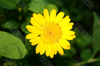 yellow flower
