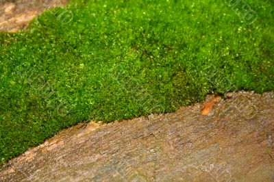 Mossy wood