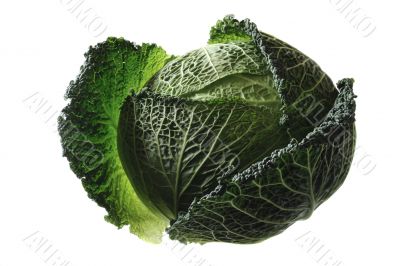 Savoy cabbage