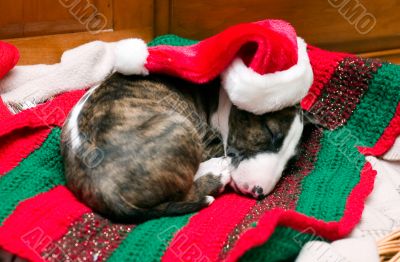 Sleepy Little Santa Puppy