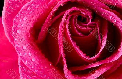 Wet rose 2