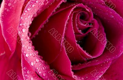 Wet Rose