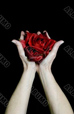 Offering the Rose