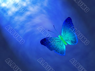  butterfly