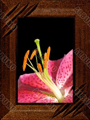 Flower of a lily